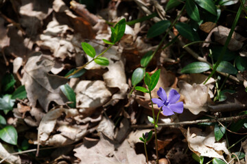 Blühendes Immergrün im Frühling