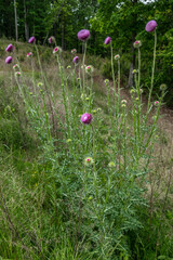 Tall purple thistle plant