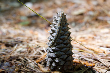 caterpillar on pine cone in the forest
