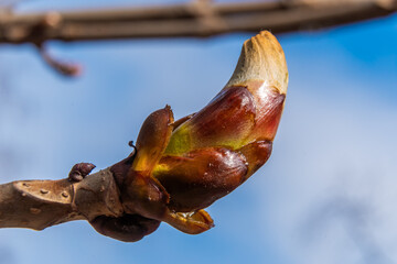 Russia. April 27, 2021. Swollen chestnut bud in early spring.