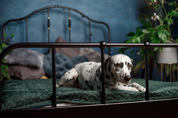 A tired dog in bed. Dalmatian dog misses its owner. The dog lies on the owner's bed and waits for...