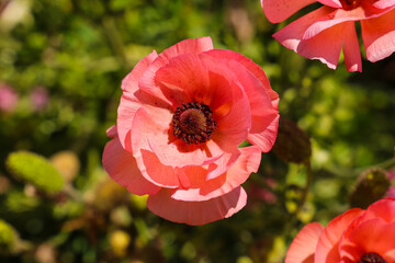 a beautiful pink Papaver or poppy flower in the garden with a black center surrounded by lush green...