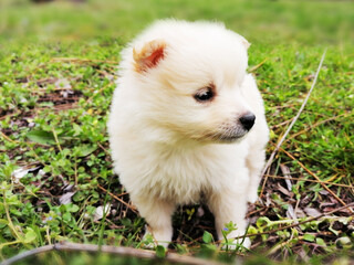 Wonderful fluffy white young dog of breed pomeranian. Walk in the park and nature. A Small snowy puppy.