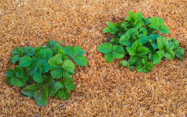 Strawberry plantation grow grown in sawdust.