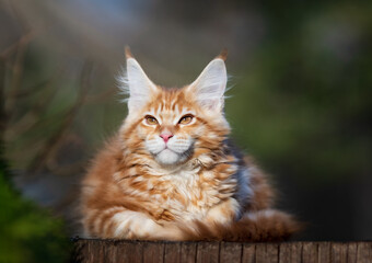 Red spotted Maine Coon kitten.
