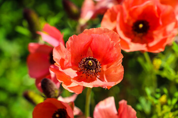 a beautiful pink Papaver or poppy flower in the garden with a black center surrounded by lush green...