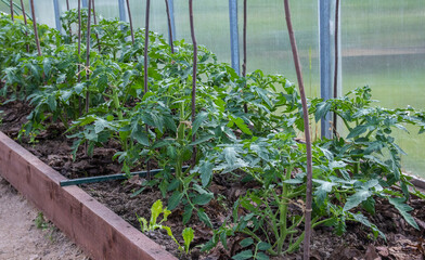 Tomato plantation sprouts grow in greenhouse