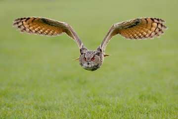 A  European Eagle Owl (Bubo bubo) flying over the meadows in the Netherlands. 