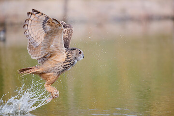 A  European Eagle Owl (Bubo bubo) flying over the water and picking up some food