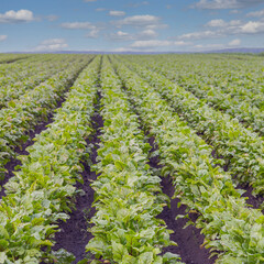 even furrows with  beet shoots in a spring field against a blue sky