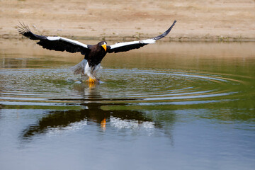 Steller's sea eagle (Haliaeetus pelagicus) fishing  in a small lake