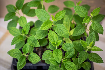 Nepeta cataria. Catnip seedling. Catmint.