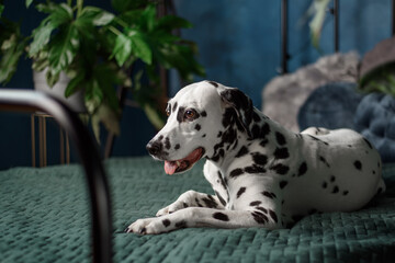 A tired dog in bed. Dalmatian dog misses its owner. The dog lies on the owner's bed and waits for him. Copy space