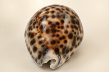 close-up of Cypraea tigris, commonly known as the tiger cowrie.