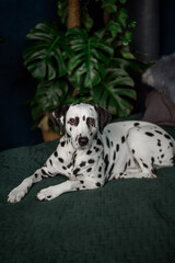 A tired dog in bed. Dalmatian dog misses its owner. The dog lies on the owner's bed and waits for him. Copy space