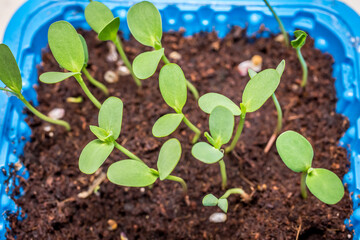 Zinnia elegans seedling. Flower seedlings