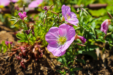 gorgeous pink, white and yellow Evening Primrose Scented or Oenothera  flowers in the garden...