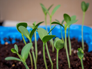 Zinnia elegans seedling. Flower seedlings