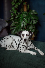 A tired dog in bed. Dalmatian dog misses its owner. The dog lies on the owner's bed and waits for him. Copy space