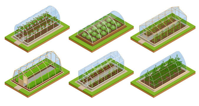Isometric Greenhouse isolated on white. Growing seedlings in glasshouse. Plants crop in greenhouse