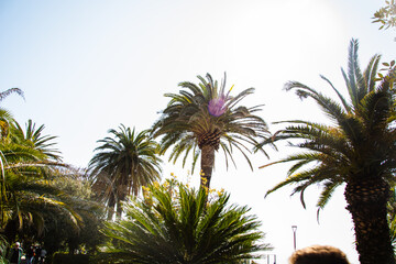 Fototapeta na wymiar Palmen in Italien mit schönem Blauem Hintergrund