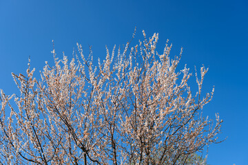 fruit tree full of spring flowers on the blue sky