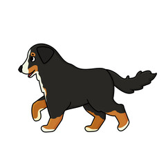 Vector adorable cute outline cartoon hand drawn Bernese Mountain Dog is going to somewhere. Animal illustration  isolated on white background