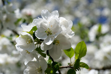 Obraz premium Close-up of white tree blossoms at springtime. Photo taken April 27th, 2021, Zurich, Switzerland.