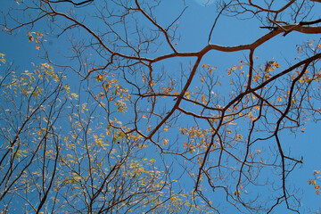 branches against blue sky