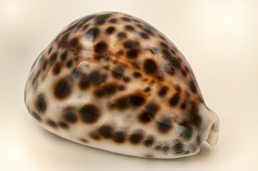 close-up of Cypraea tigris, commonly known as the tiger cowrie.