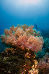 Naklejka na ściany i meble Coral reef and divers