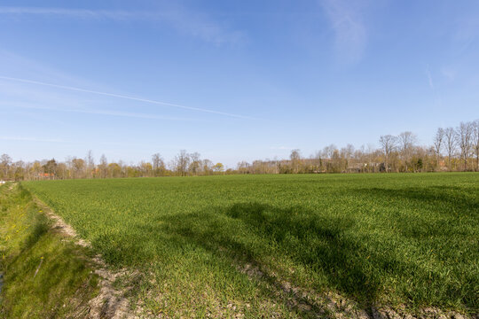 A jong green grain or wheat field in The Netherlands.