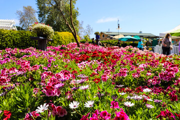 people walking through the garden near gorgeous pink and red flowers with lush green leaves and...