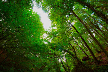 Trees from below in the forest at autumn.