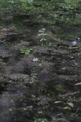 green frog swamp in spring. lake plants.