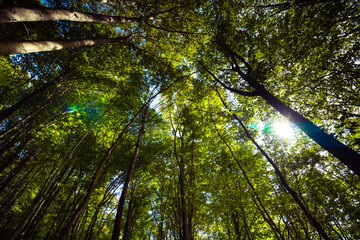 Trees from below in the forest at autumn.