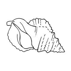 Decorative isolated black and white vector elegant illustration design of seashell 