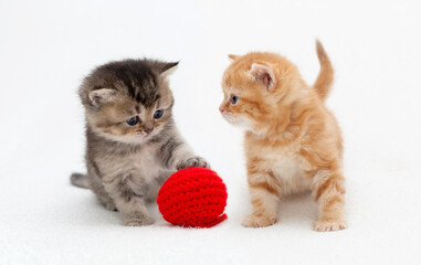 Obraz na płótnie Canvas british shorthair kittens play together