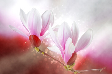 Blooming magnolia branch. Digital illustration