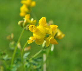 Fototapeta premium Lotus grows among the grasses in the meadow