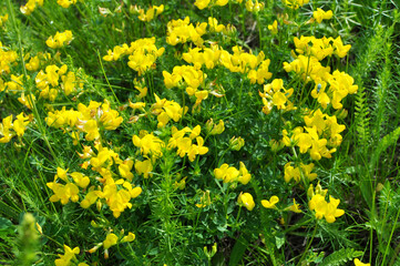 Lotus grows among the grasses in the meadow