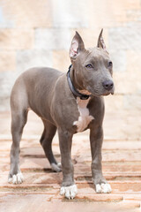 blue American Staffordshire Terrier, gray color, cropped ears. pedigree trained dog. training, obedience of grey amstaff puppy. vertical