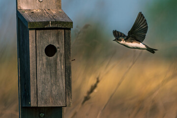 bird house on a tree