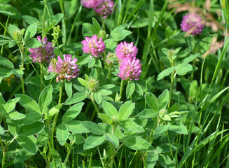 Clover (Trifolium medium) blooms in a meadow among grasses