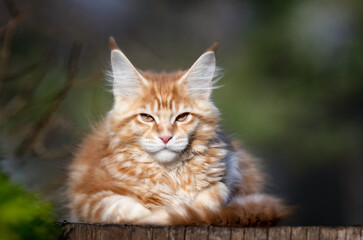 Red spotted Maine Coon kitten looking at camera.