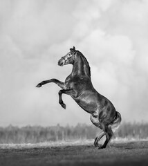Black and white Andalusian horse rear with skies. - 430473223