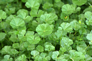 Mallow (Malva pusilla, Malva rotundifolia) grows in nature in summer