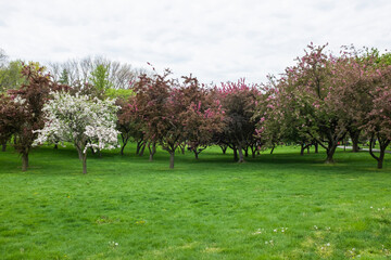 blooming cherry blossom trees