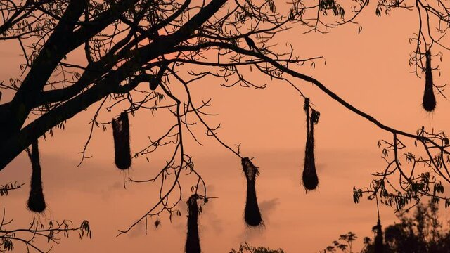 Bird nests hanging from tree branch with a beautiful sunset at the background.