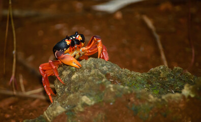Red crab over a rock